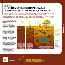 Le sol, un écosystème indispensable pour nos espaces publics plantés